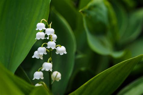 New Lily of the Valley .